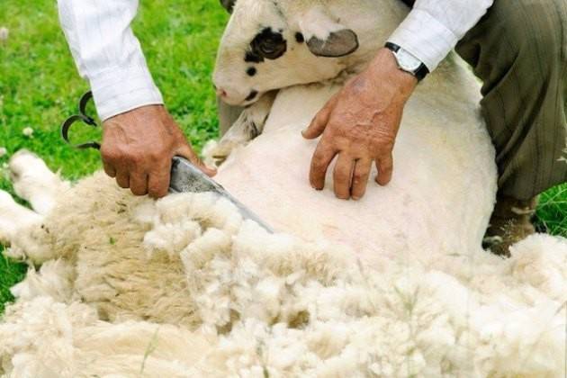 CremonaFiere, BioEnergy Italy: fertilizzanti dagli scarti delle tosature pecore