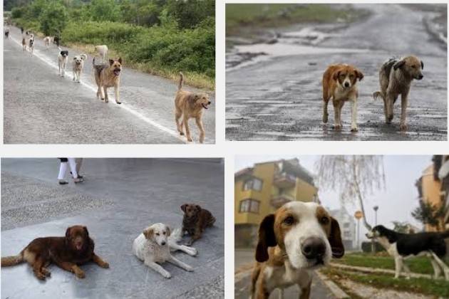 Cremona Assessore Manzi risponde a Burgazzi (Lega): legittimi i proventi delle multe per i cani randagi.