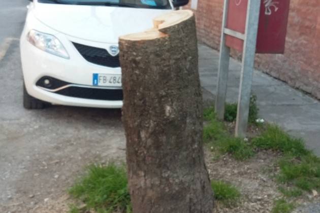 Cremona, piano straordinario di piantumazione e cura del verde