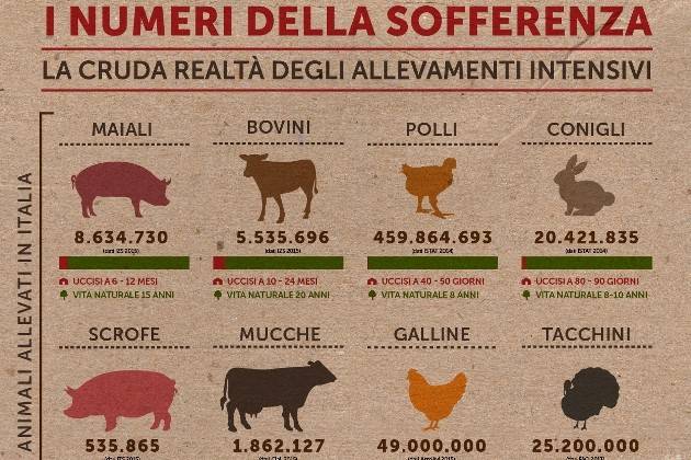 Essere Animali, nuovo video shock sugli allevamenti intensivi italiani