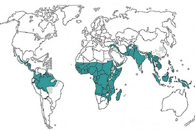 Malaria. Eradicata in Europa ma non nel mondo. 430mila morti ogni anno