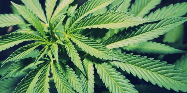 Coltiva marijuana in casa: Denunciato cremonese di 35 anni.