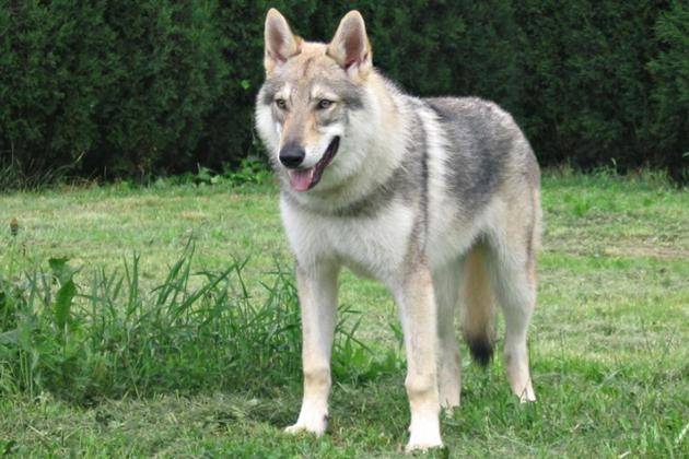 Associazione Gabbie Vuote, lettera aperta: ‘Governo PD, male per animali e natura’