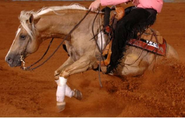 Dal 19 al 22 maggio il Salone del Cavallo Americano esordirà a CremonaFiere