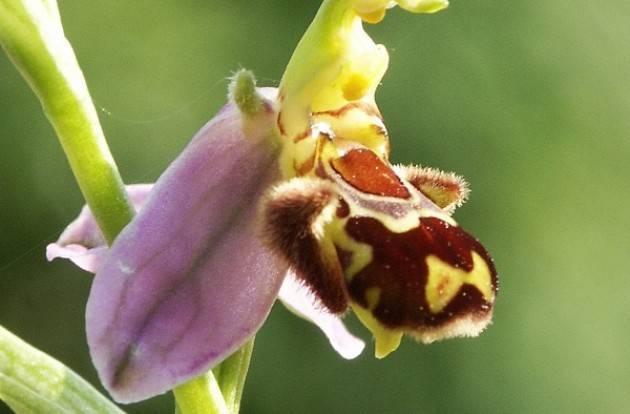 Terza tappa Mostra itinerante della rete Orti Botanici  a Toscolano Maderno (Bs)