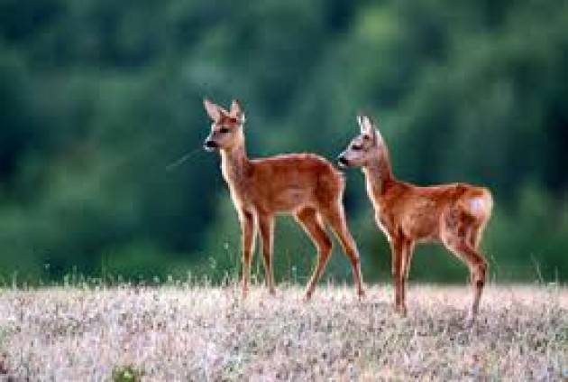 Varese - Cucciolo di capriolo nei boschi