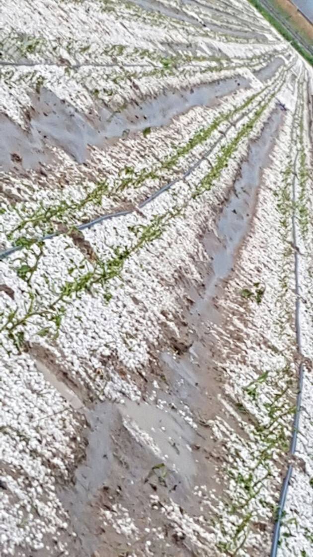 Coldiretti Cremona: Prima grandinata 2016 , danni alle colture