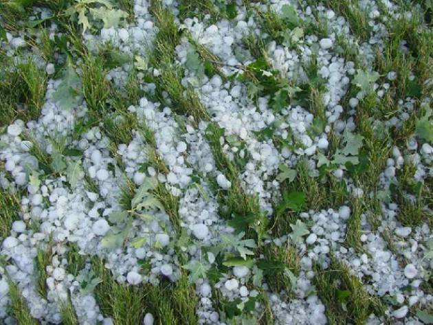 90% del raccolto distrutto dalla grandine nelle campagne lombarde