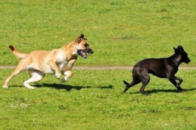 Spino d’Adda (Cremona), area cani al via
