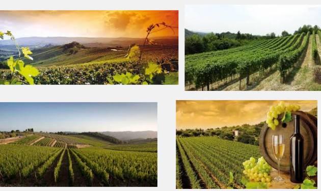 Vino, corsa ai nuovi vigneti in Lombardia: boom richieste, ma il 70% resterà a secco
