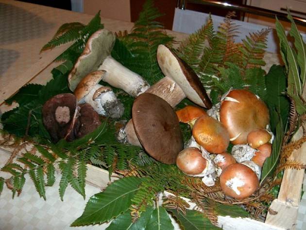 Provincia di Piacenza Raccolta funghi, inizia la stagione 2016
