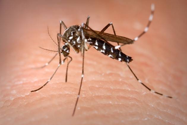 Arriva l’estate, Primo Mastrantoni (ADUC): ‘Come difendersi dalle zanzare’