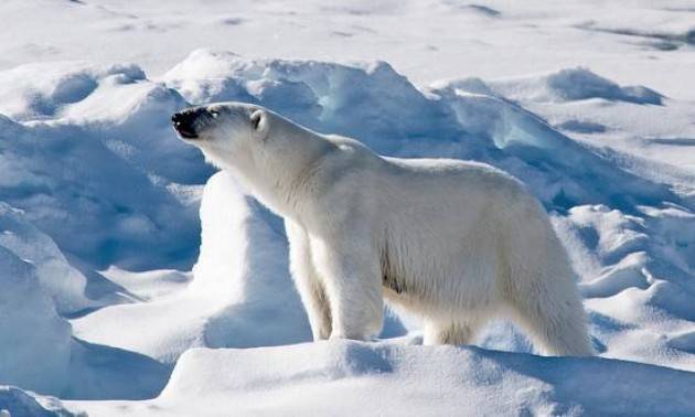 Il Polo Nord potrebbe svanire già entro quest’anno