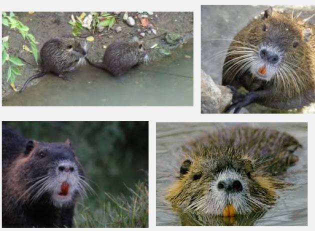 Crema Noi siamo dalla  parte delle nutrie.