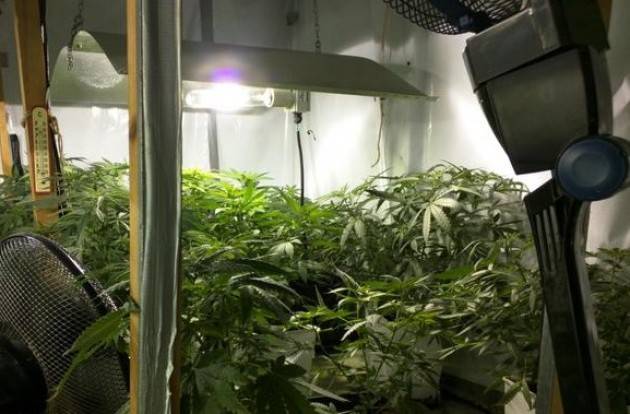 Brugherio - Arrestato 43enne propèietario di una Serra di marijuana con musica reggae
