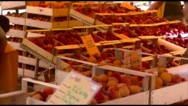 (Video) Campagna Amica della Coldiretti in piazza Stradivari a Cremona con tante pesche, meloni e non solo
