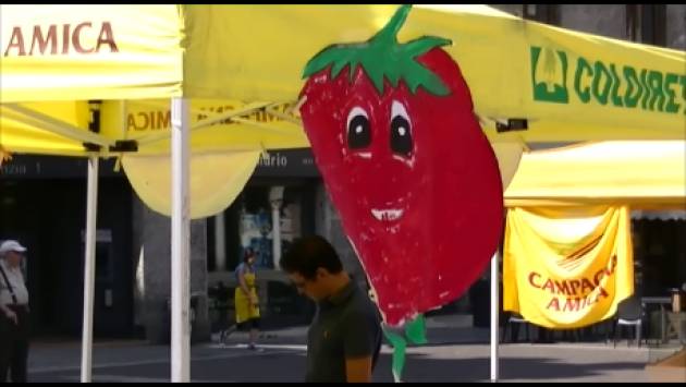 (Video) Campagna Amica della Coldiretti in piazza Stradivari a Cremona con tante pesche, meloni e non solo