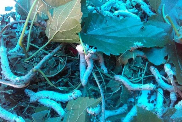  Visita  Allevamento didattico bachi da seta sul cremasco (Video)