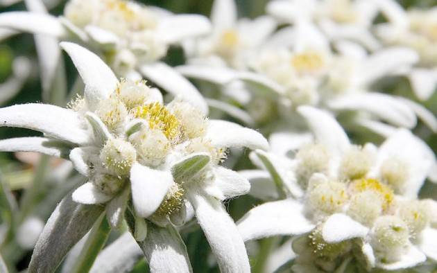 Cerchi Lavoro? InformaGiovani Cremona Le offerte ed i bandi Proposte di Martedì  5 luglio 2016