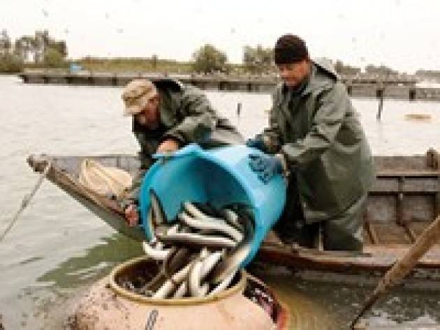 Divieto di pesca dell'anguilla sul Lago di Garda