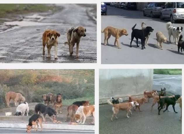 M5S Gestione  cani randagi . Il comune di Cremona agisce nella illegalità