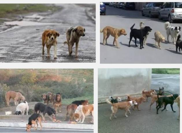 M5S Gestione cani randagi . Il comune di Cremona agisce nella illegalità