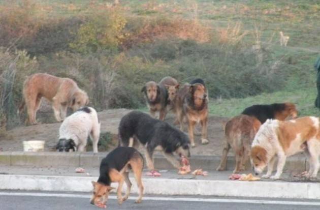 Il M5S  denuncia A Cremona Ulteriori irregolarità bando cani randagi