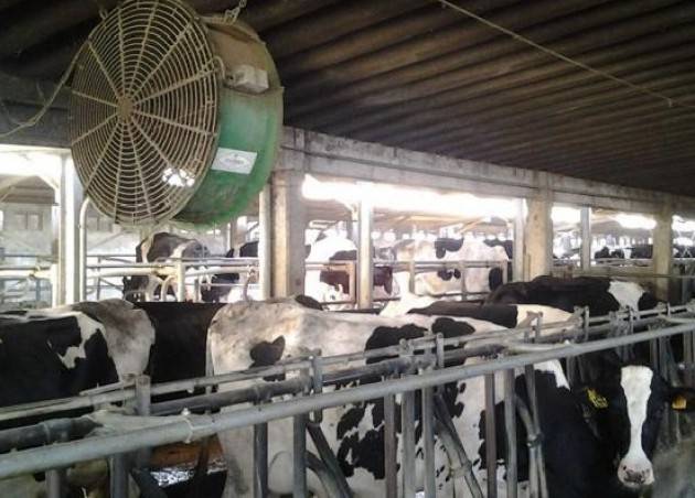 Caldo, stress afa per mucche e maiali: ventilatori a pieno regime, -15% latte