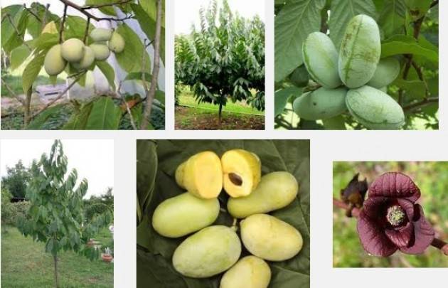 Milano – I premi all’agricoltura del futuro giovedì 14 luglio 2016 ore 9.30 