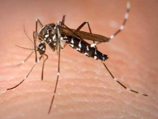 Rimedi naturali contro le zanzare