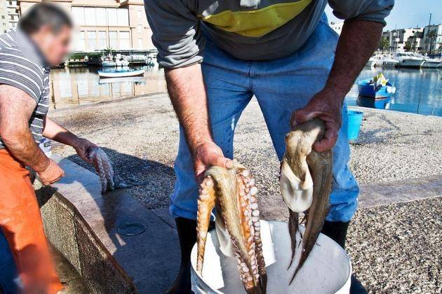 (Video) Essere Animali: ‘La pesca del polpo, una tradizione violenta’