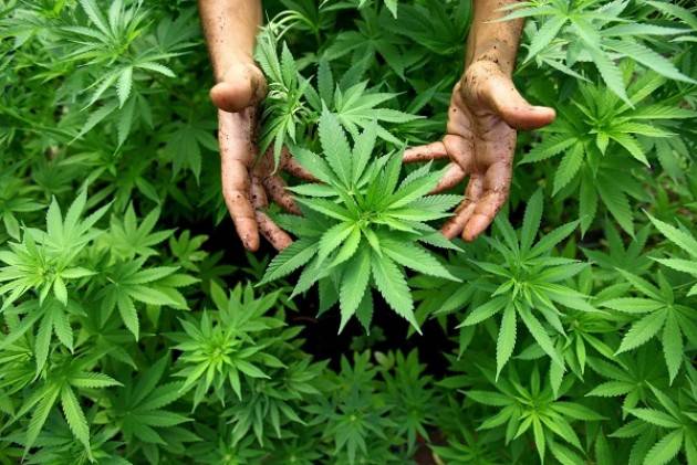 ADUC Legalizzazione cannabis. Istruzioni per l'uso