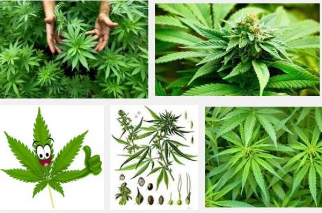 M5S Lombardia Cannabis terapeutica, sì del Consiglio Regionale, maggioranza si spacca.