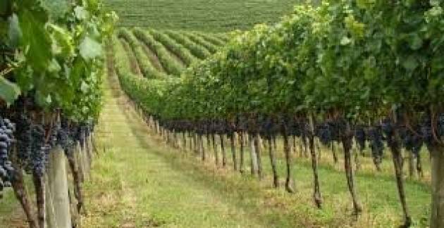 Alla scoperta della viticultura