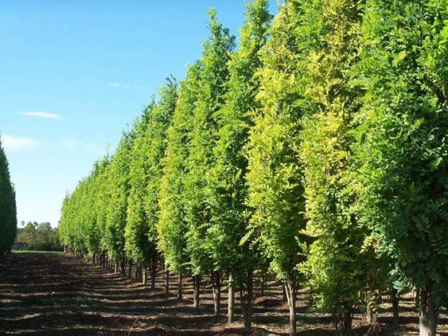 Il Comune di Bergamo pianterà 725 nuovi alberi in città entro il 2016 