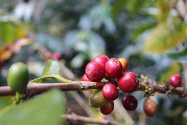 Perù ‘Tra i bambini lavoratori, i cafetalores e le rovine Inca’, il diario peruviano di Kamlalaf