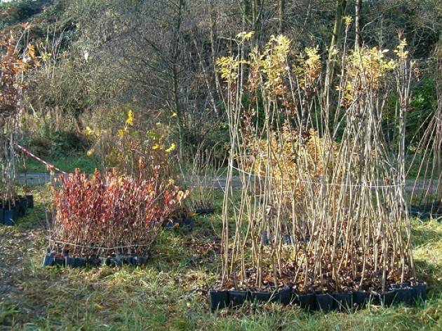 Lombardia Parco Adda sud, Festa dell’albero: 70 mila nuove piante in 25 anni
