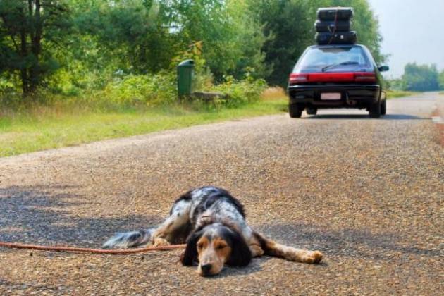 Estate e cani: esiste ancora chi decide di abbandonarli.
