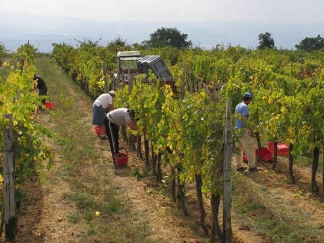 Al via la vendemmia in Italia Domani, venerdì 12 agosto 2016