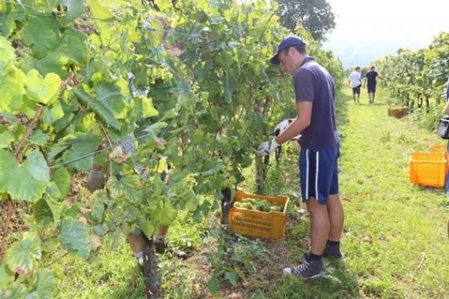 Al via la vendemmia in Italia Domani, venerdì 12 agosto 2016