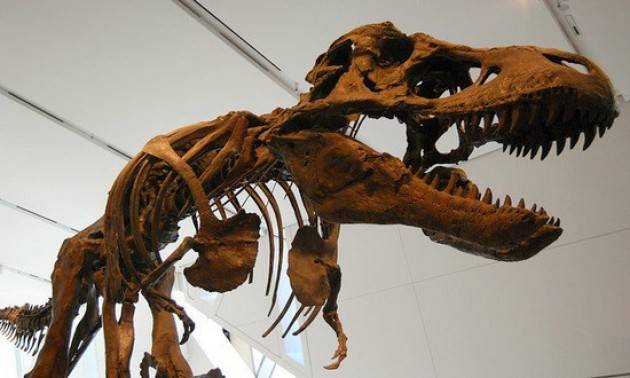 Ritrovamenti in Antartide Ecco come si sono estinti i dinosauri