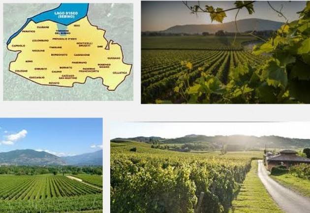 Vendemmia, -10% per le grandinate Franciacorta al via con primi grappoli