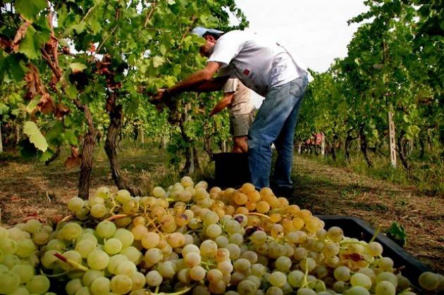 La Vendemmia e il Vino 2016 Con il + 5% Italia batte Francia
