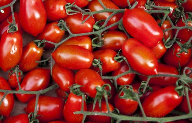 16 agosto Il significato della festa di San Rocco e degli gnocchi al pomodoro