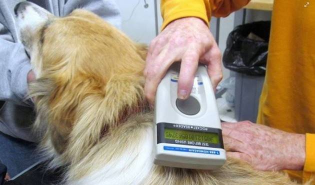 A Cremona Cani abbandonati I Veterinari propongono sempre microchippatura