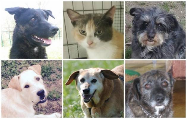 Spino D’Adda UNArivolta Onlus è rimasta esterrefatta:non gestirà Ufficio Diritti Animali