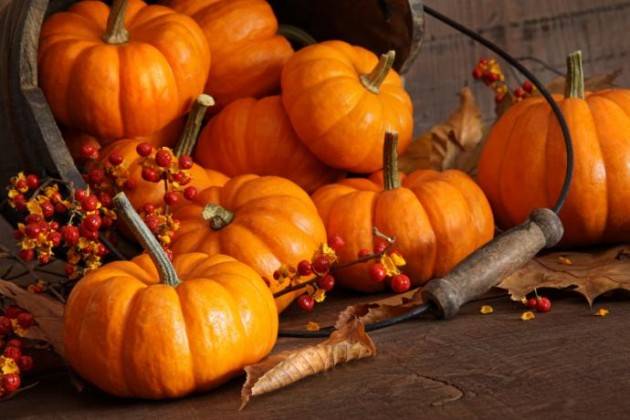 Si avvicina a Casalmaggiore la 5° Festa della Zucca 15 settembre – 19 settembre