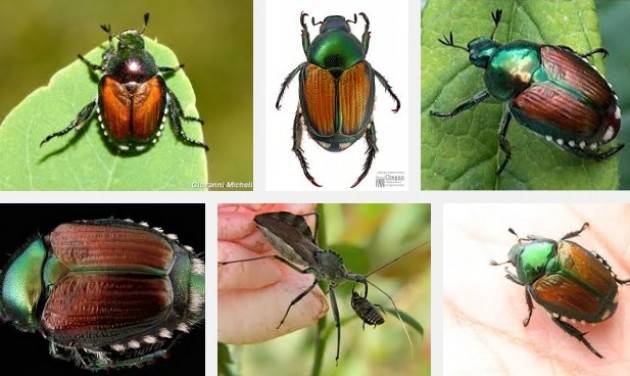 Coldiretti Popillia Japonica :L’Attila delle piante avanza in Lombardia: in 3 mesi catturati 10 milioni di esemplari
