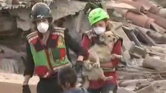 I cani terremotati sono da aiutare