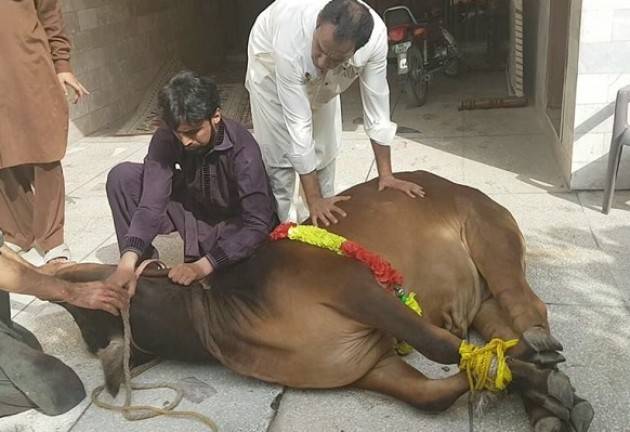 Dal Pakistan Lo ‘spirito dell'Islam': il senso del dono e della condivisione. Rossana Ciaceri (Cremona)